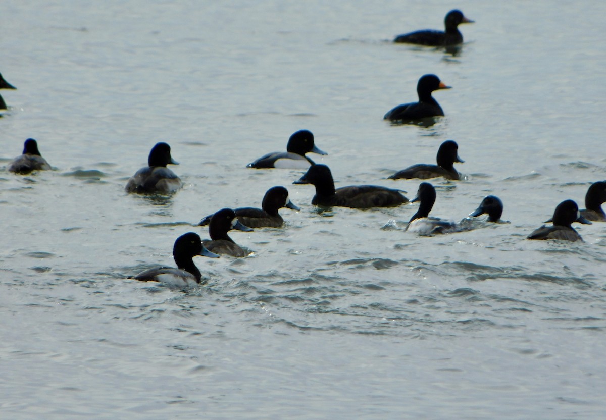 Greater Scaup - ML613327123