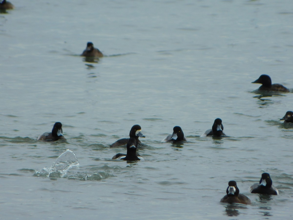 Greater Scaup - ML613327124