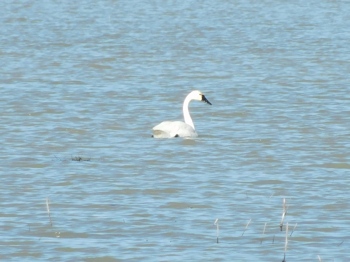 Tundra Swan (Whistling) - ML613327400