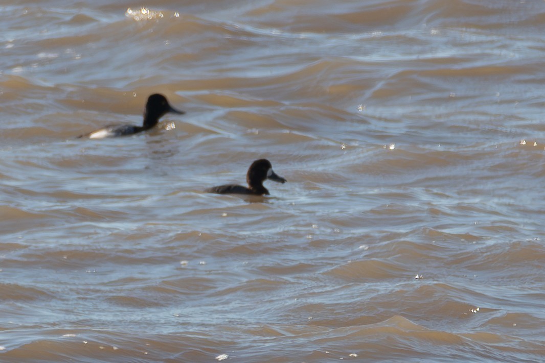 Greater Scaup - ML613327521