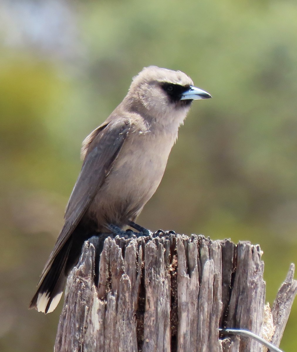Black-faced Woodswallow (Black-vented) - ML613327727