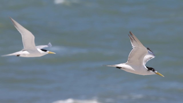 Great Crested Tern - ML613327771