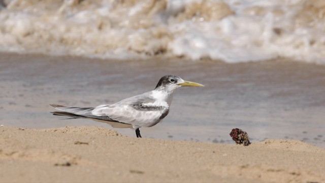 Great Crested Tern - ML613327878