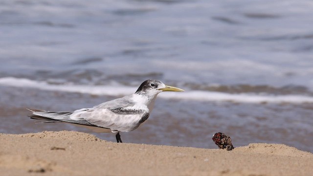 Great Crested Tern - ML613327916