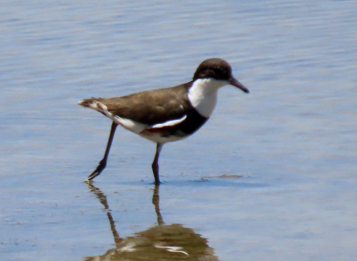 Red-kneed Dotterel - ML613327961