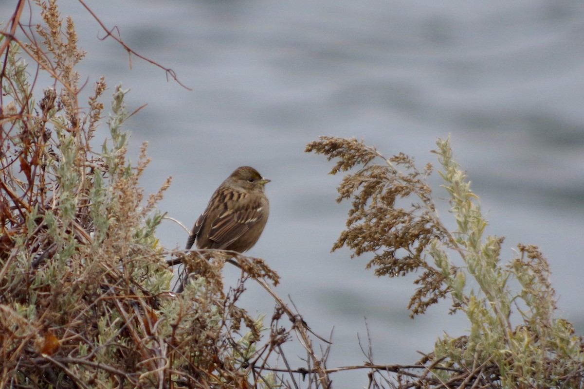 Golden-crowned Sparrow - ML613328106