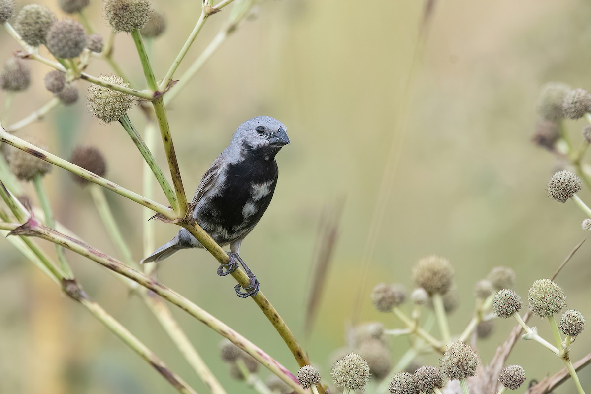 Black-bellied Seedeater - Raphael Kurz -  Aves do Sul