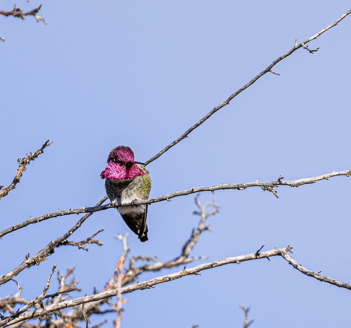 Anna's Hummingbird - ML613328158
