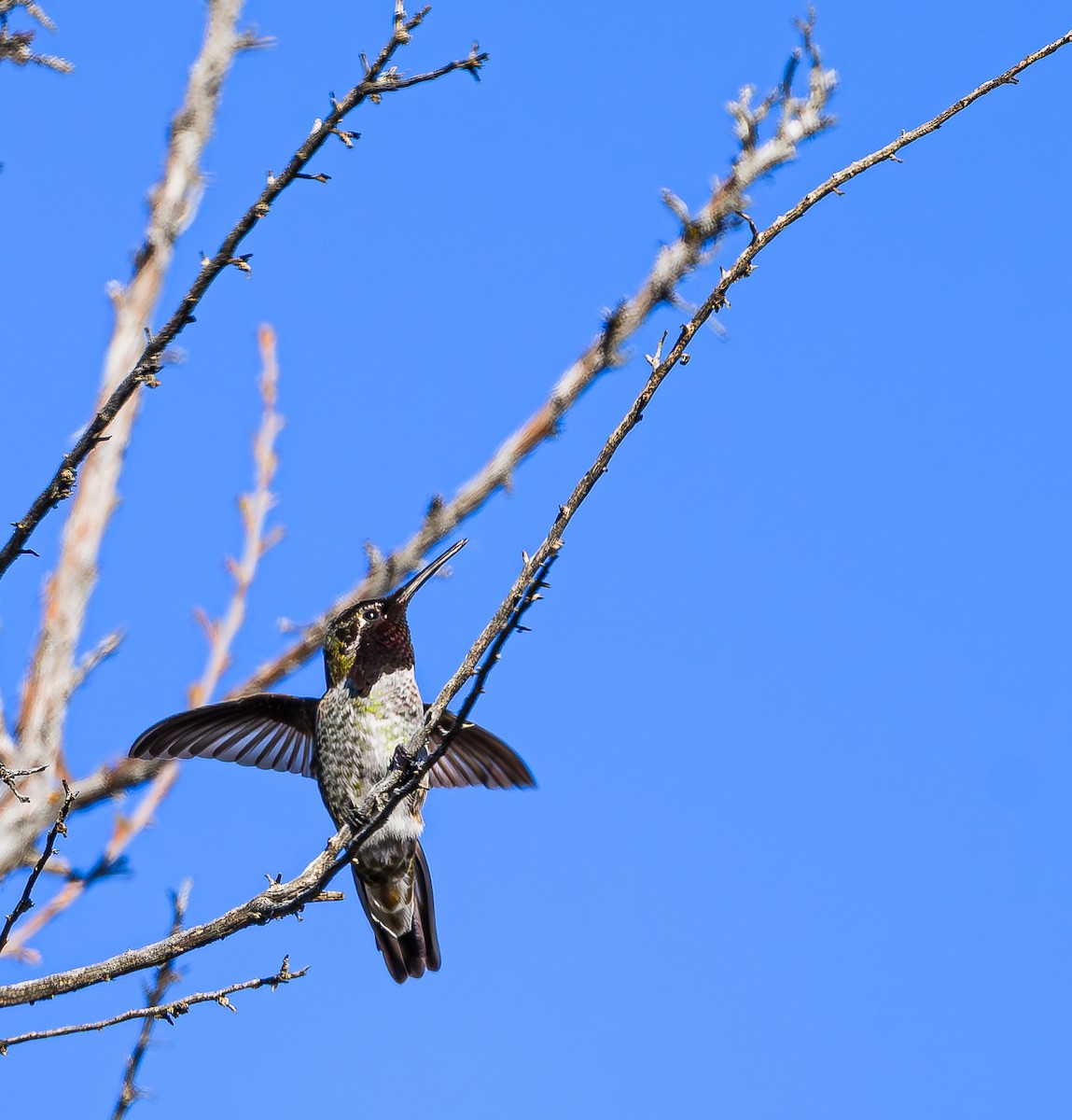 Anna's Hummingbird - ML613328159