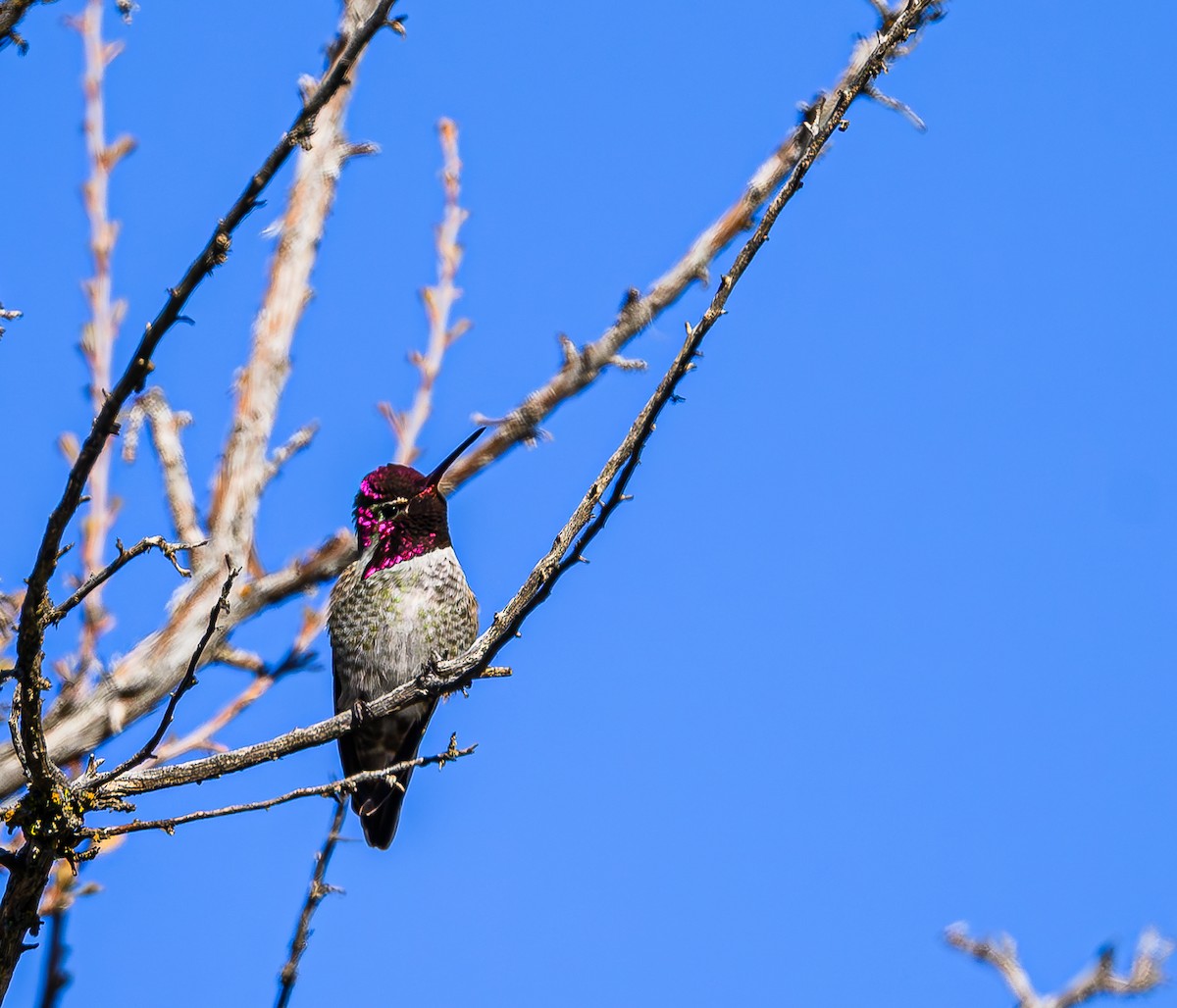Anna's Hummingbird - ML613328161