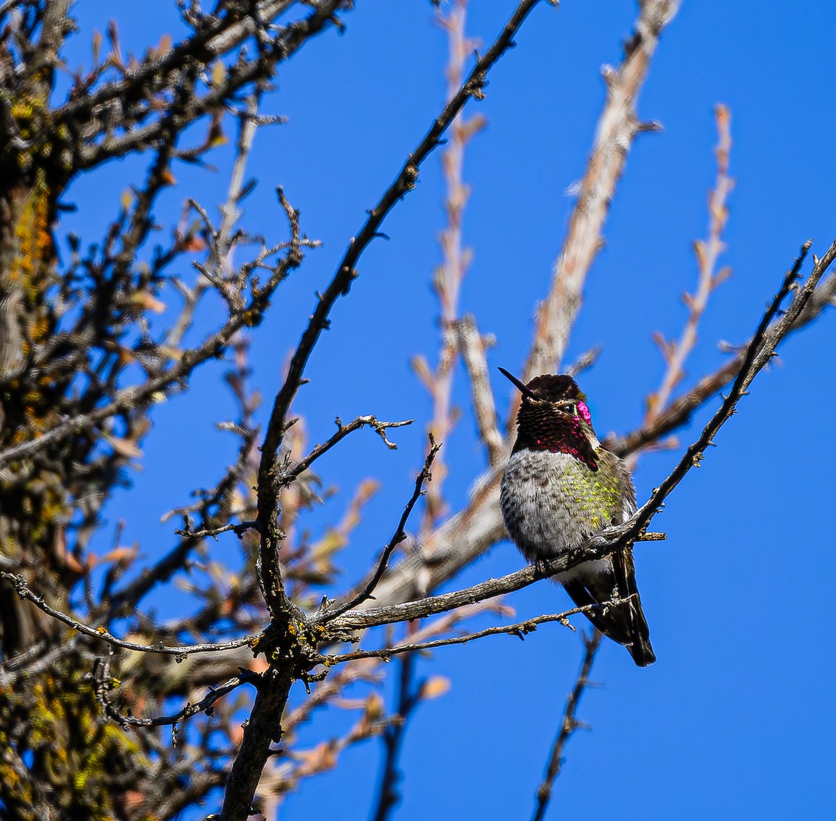 Anna's Hummingbird - ML613328163