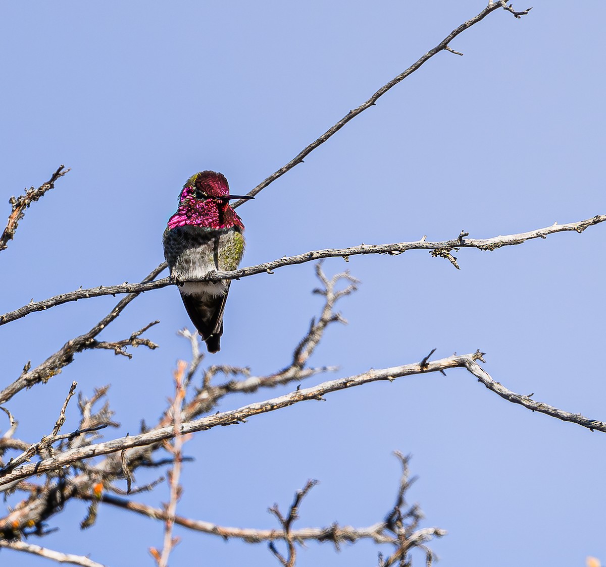 Anna's Hummingbird - ML613328164