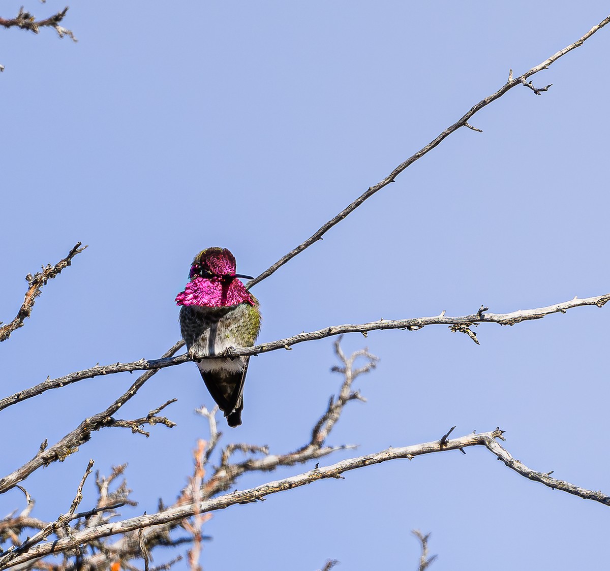 Anna's Hummingbird - ML613328166