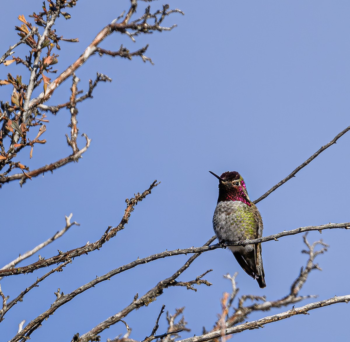 Anna's Hummingbird - ML613328168