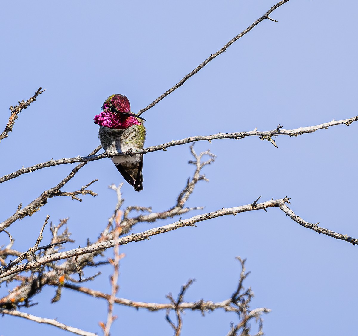 Anna's Hummingbird - ML613328169