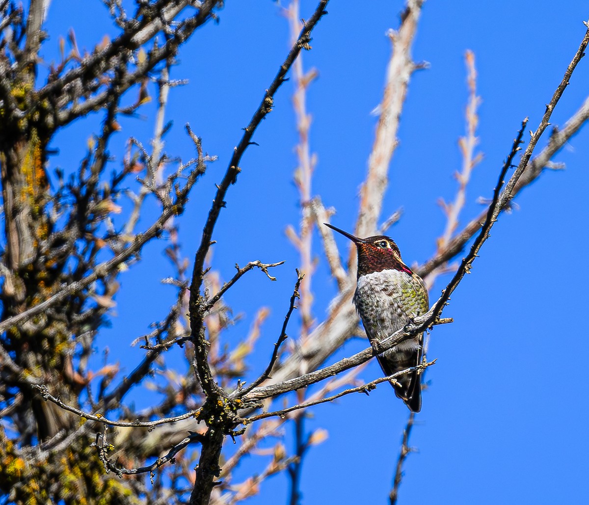 Anna's Hummingbird - ML613328171