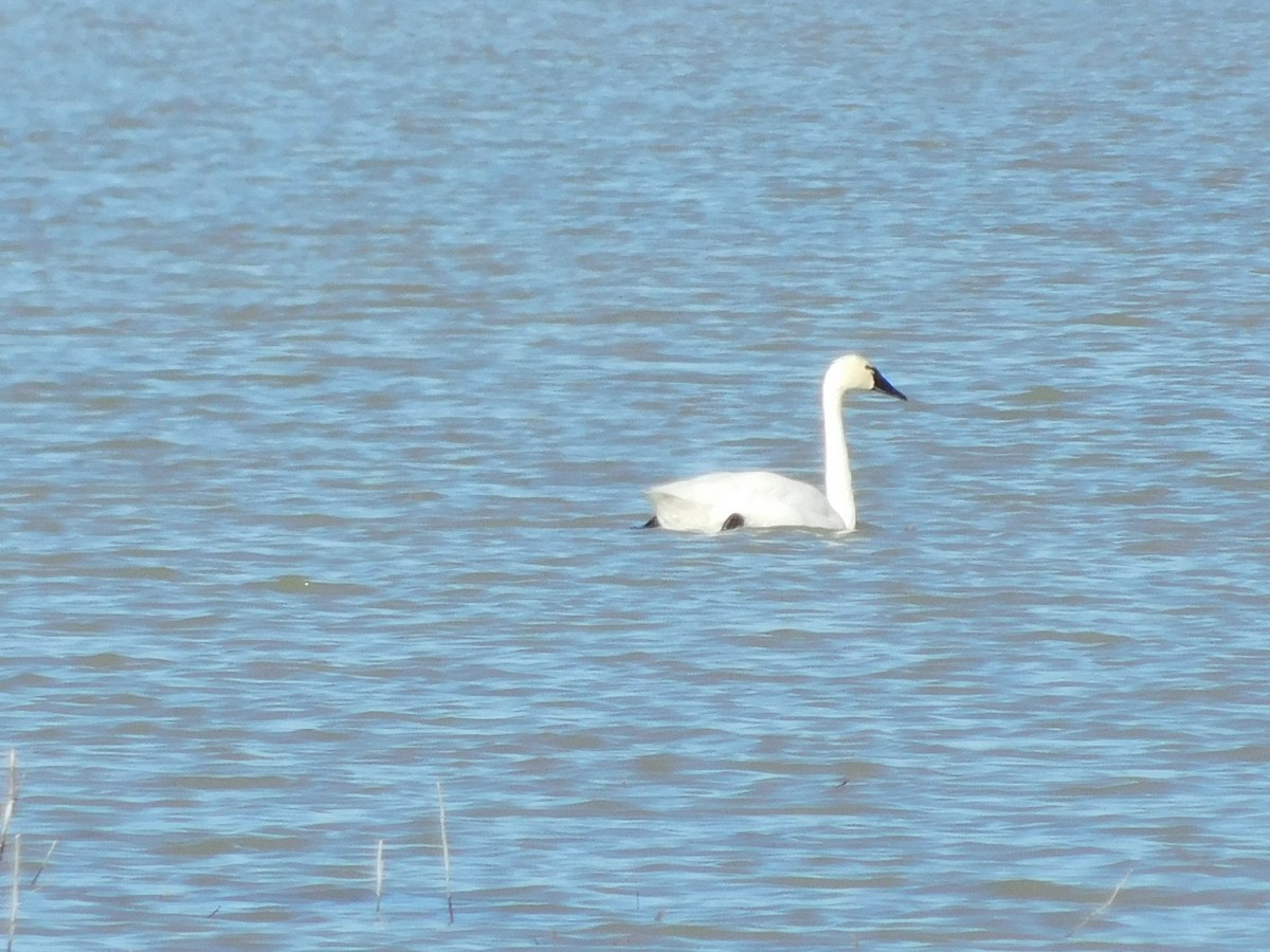 Tundra Swan (Whistling) - ML613328206