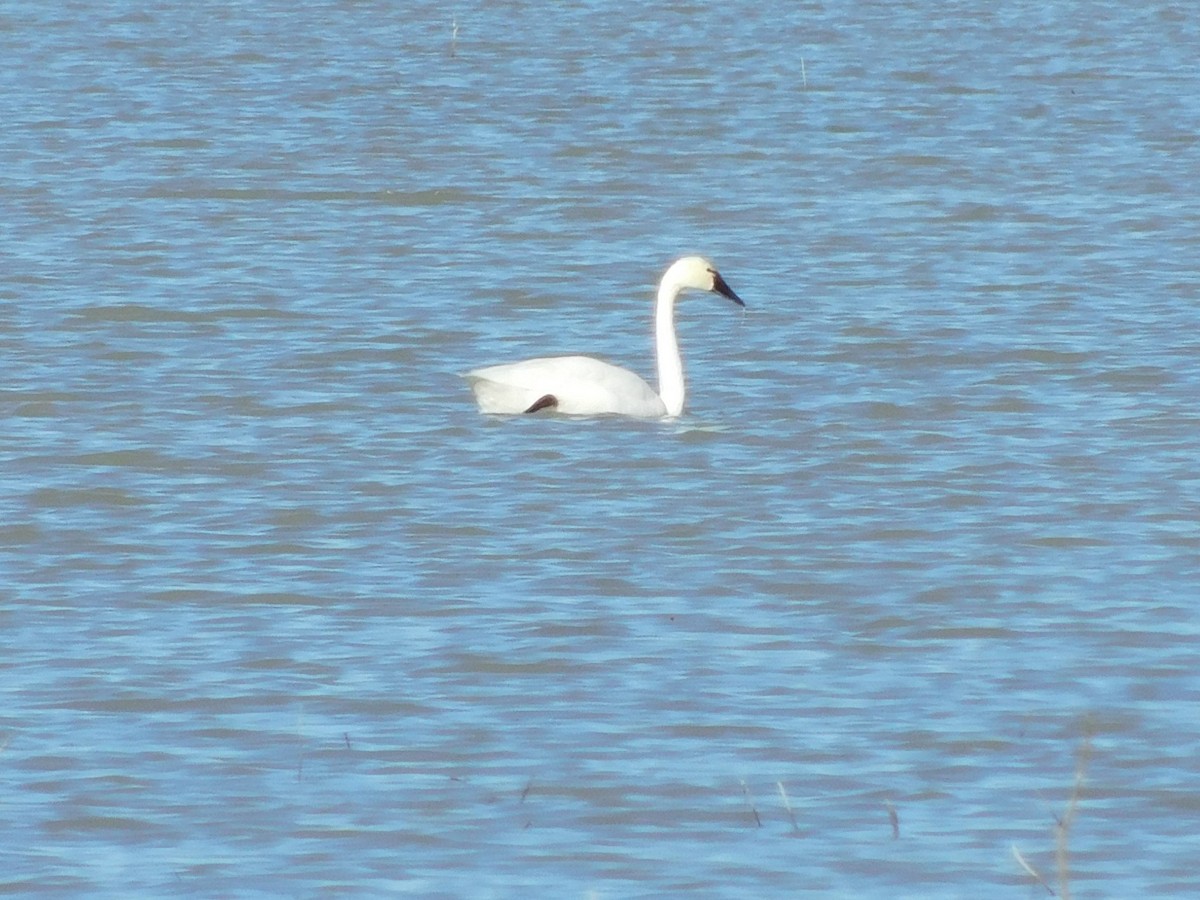 Tundra Swan (Whistling) - ML613328207