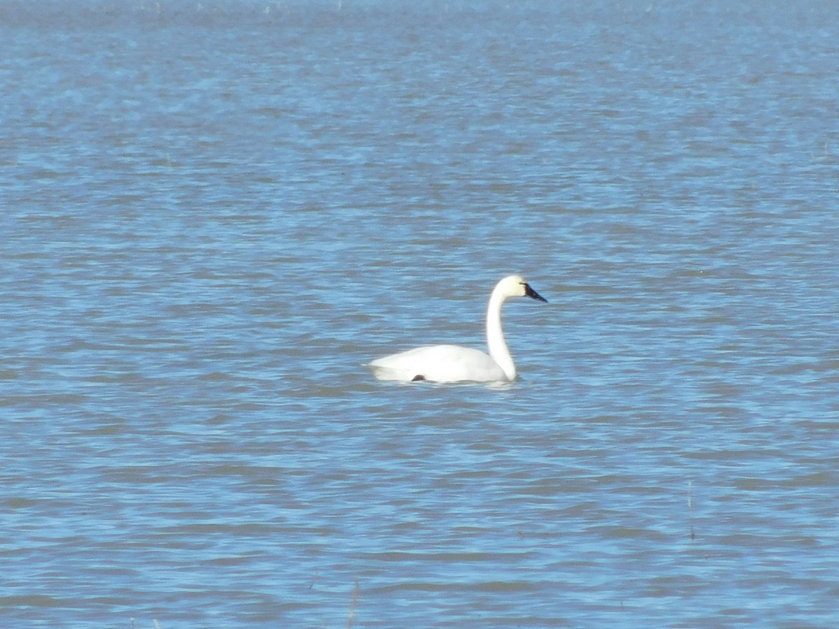 Tundra Swan (Whistling) - ML613328208
