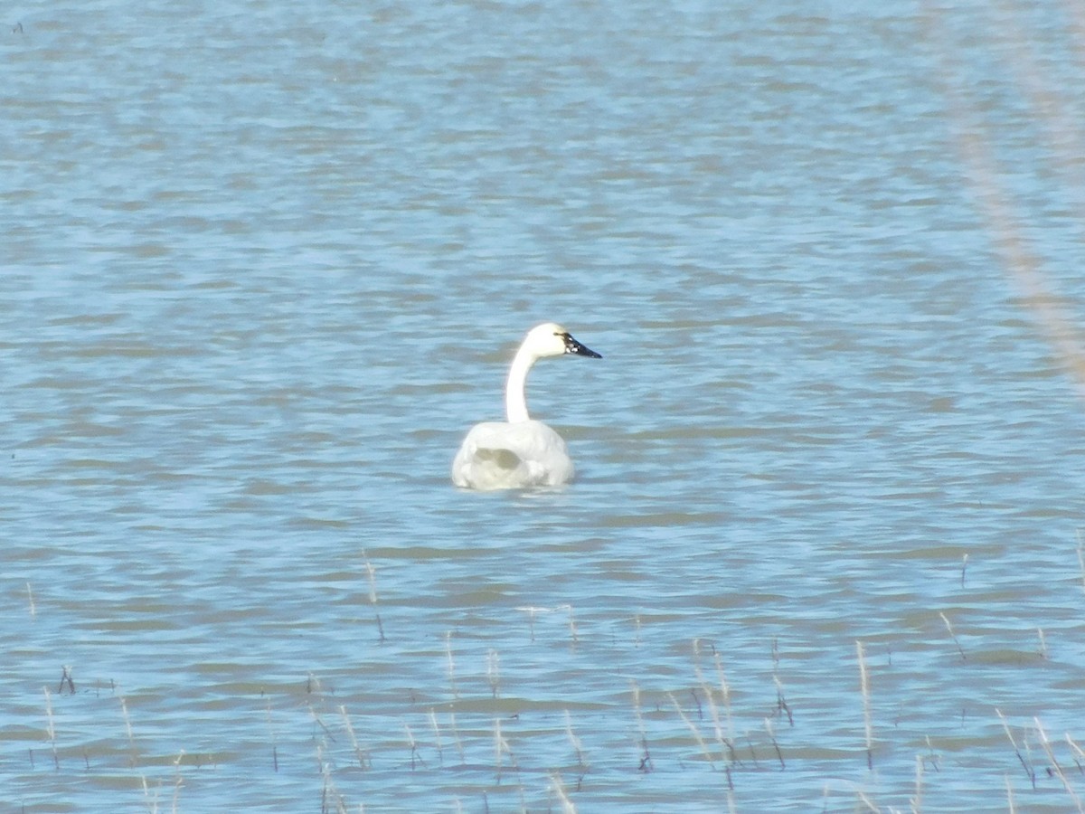 Tundra Swan (Whistling) - ML613328209