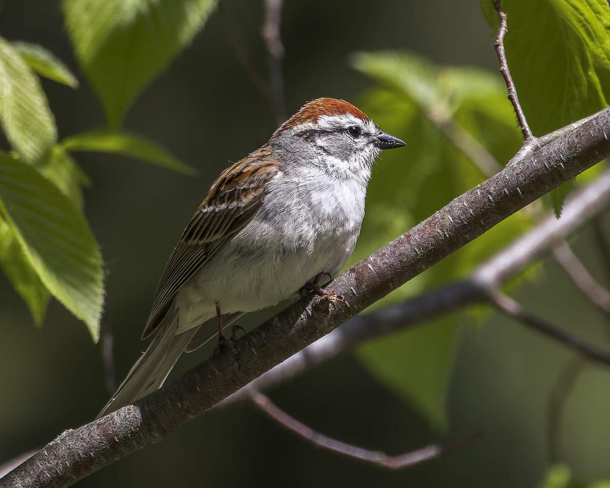 Chipping Sparrow - ML613328266