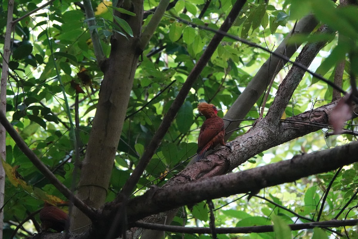 Chestnut-colored Woodpecker - ML613328635