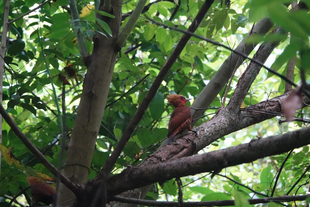 Chestnut-colored Woodpecker - ML613328641