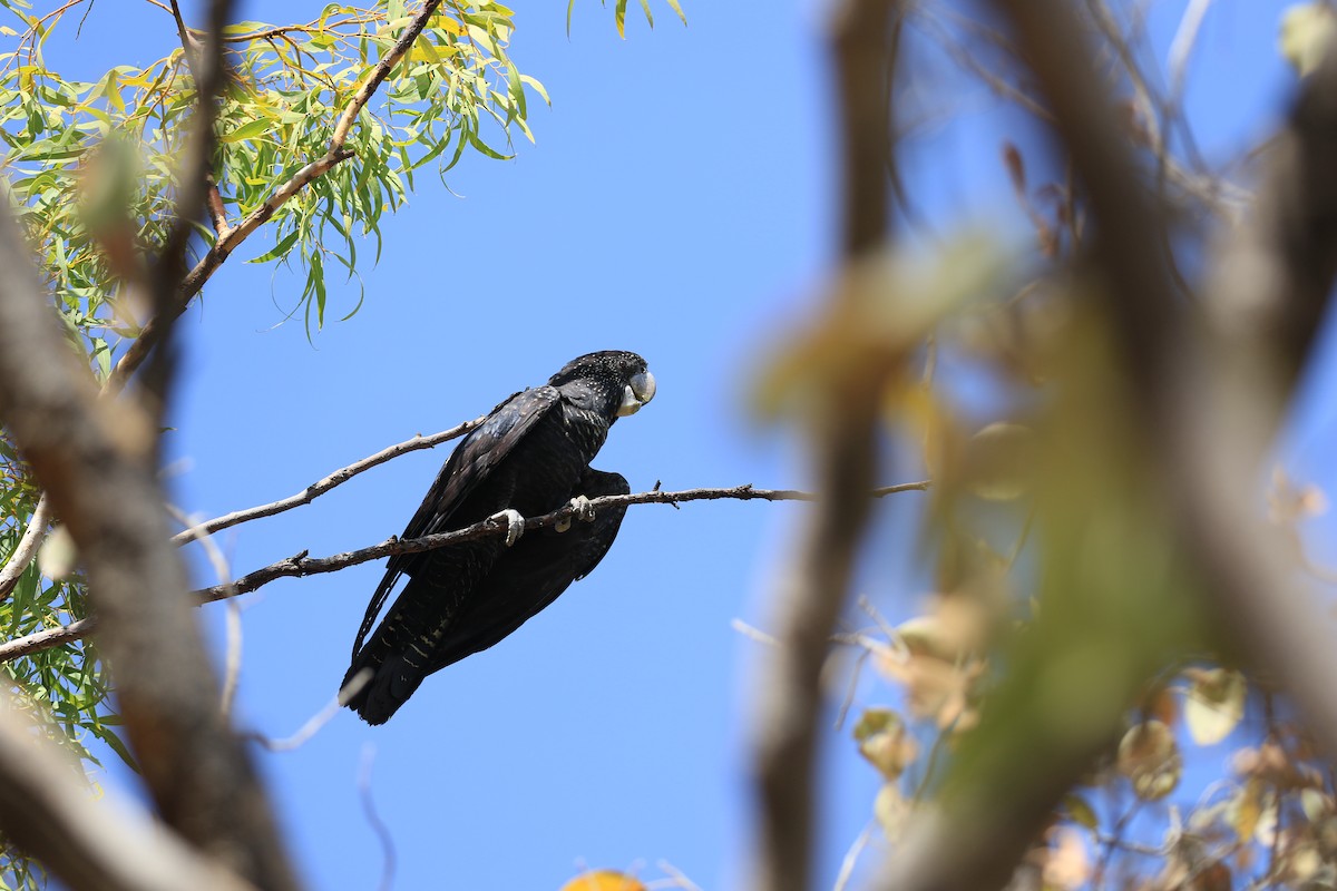 Red-tailed Black-Cockatoo - ML613329039