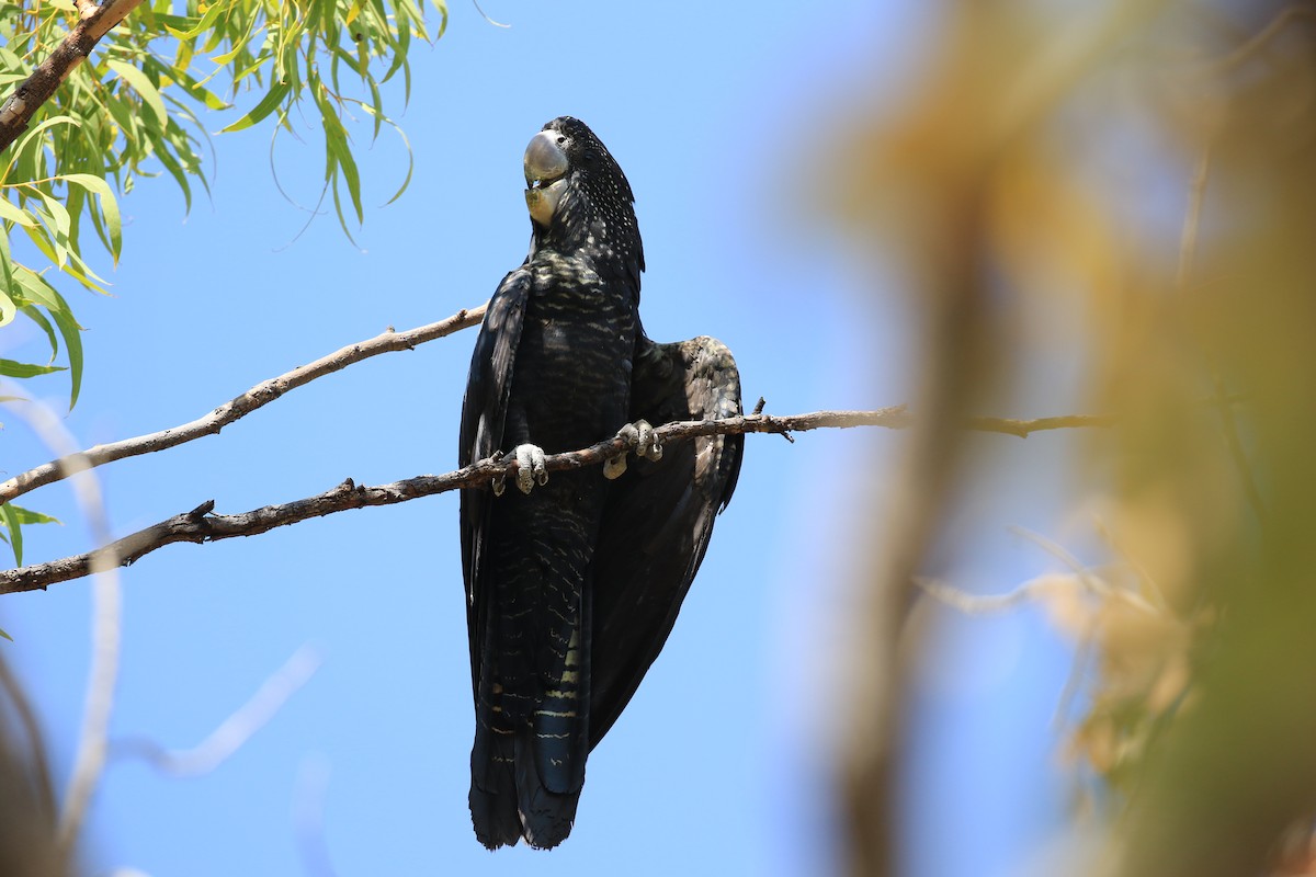 Red-tailed Black-Cockatoo - ML613329041