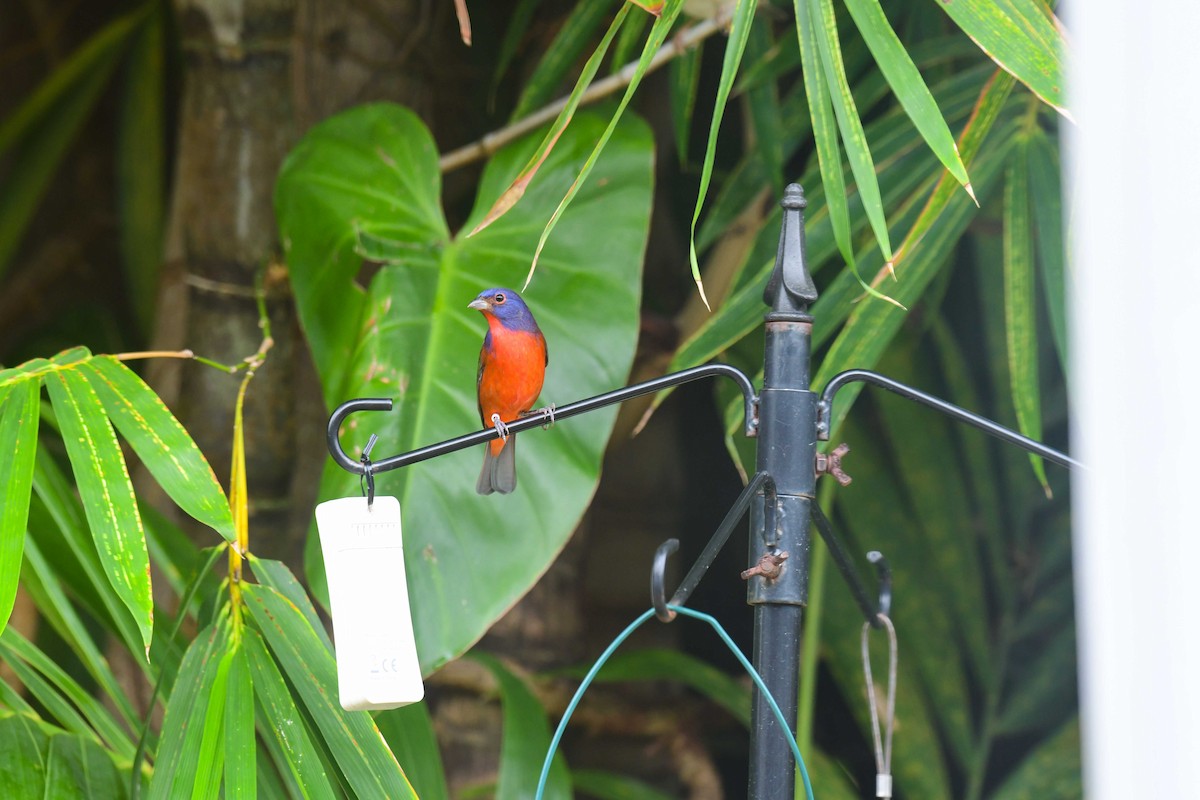 Painted Bunting - ML613329143