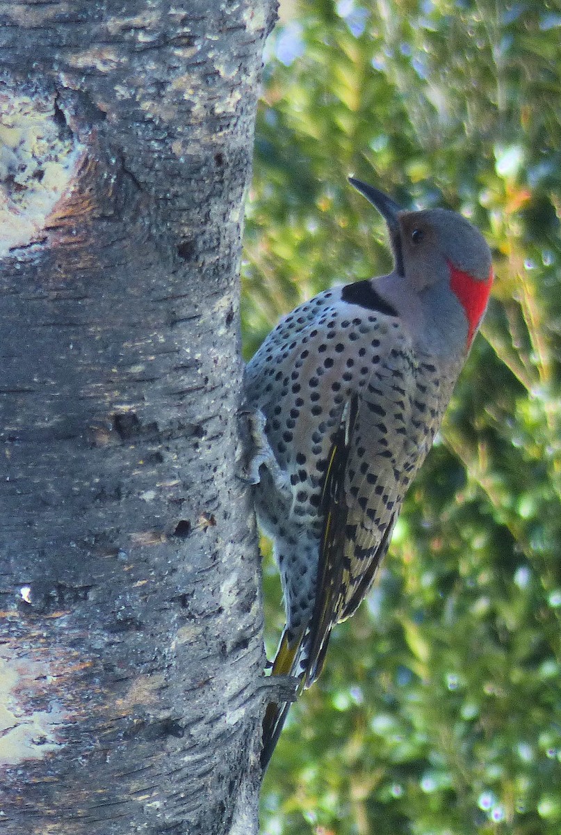 Northern Flicker (Yellow-shafted) - ML613329166