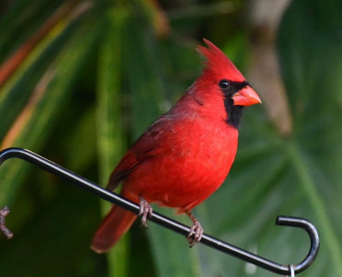Northern Cardinal - Homer Gardin