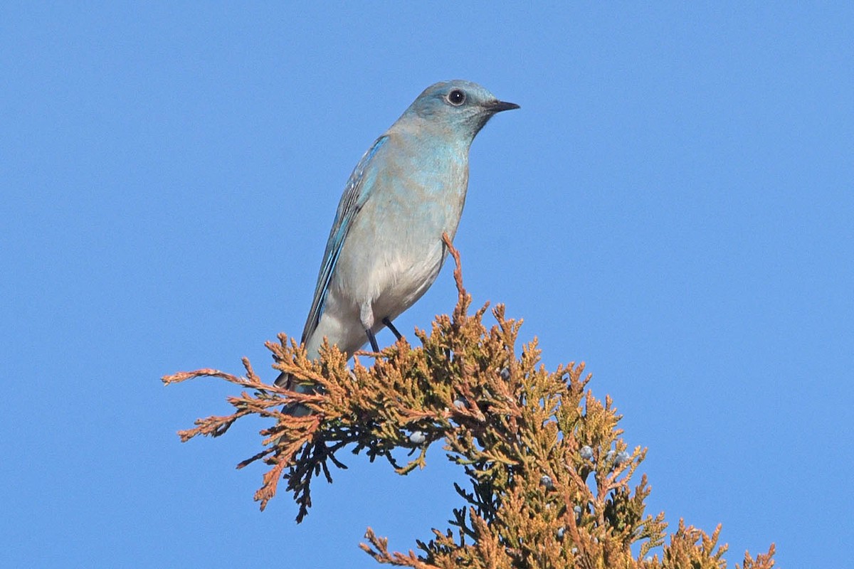 eBird Checklist 22 Dec 2023 13801 County Road 28, Spearman, Texas