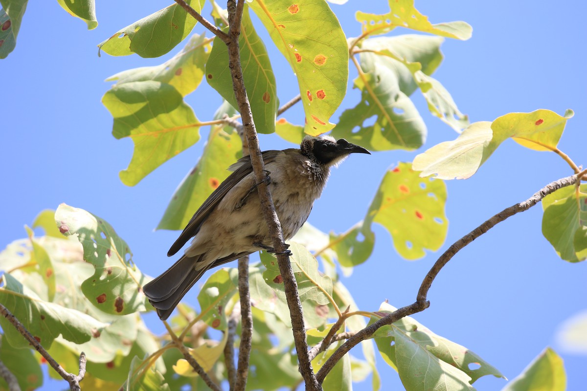 Silver-crowned Friarbird - ML613329306