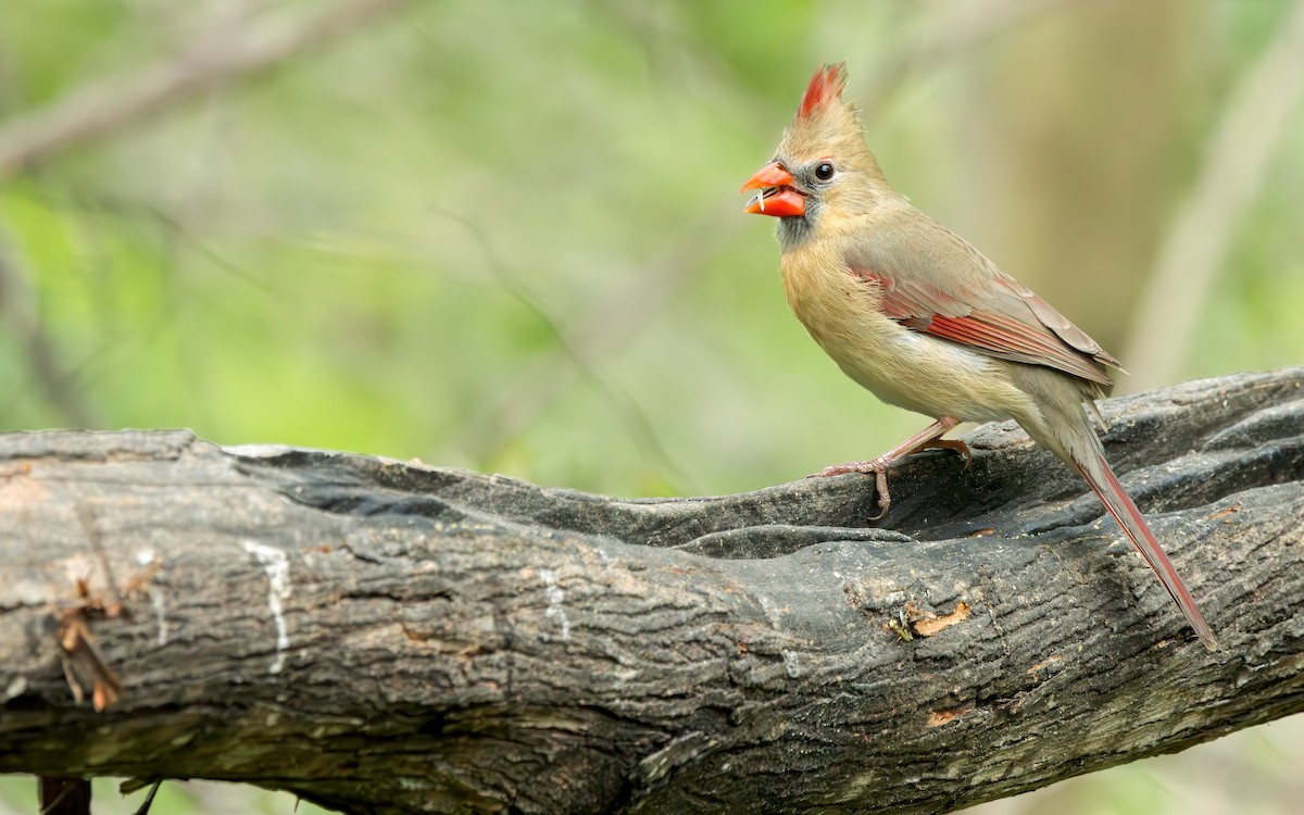 Northern Cardinal (Common) - ML613329419