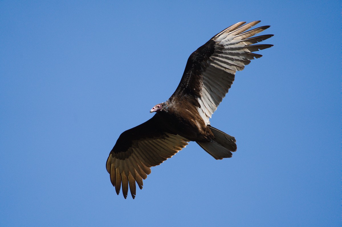 Turkey Vulture - ML613329704