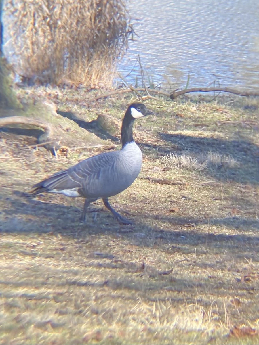 Cackling Goose (Richardson's) - ML613330248