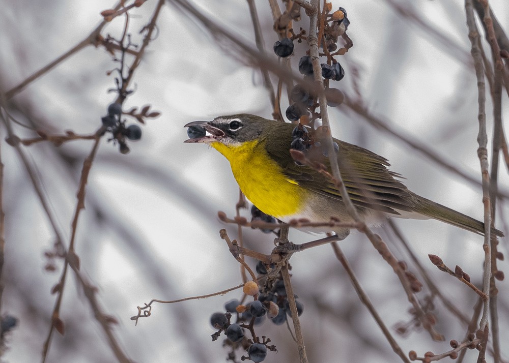 Yellow-breasted Chat - ML613330302