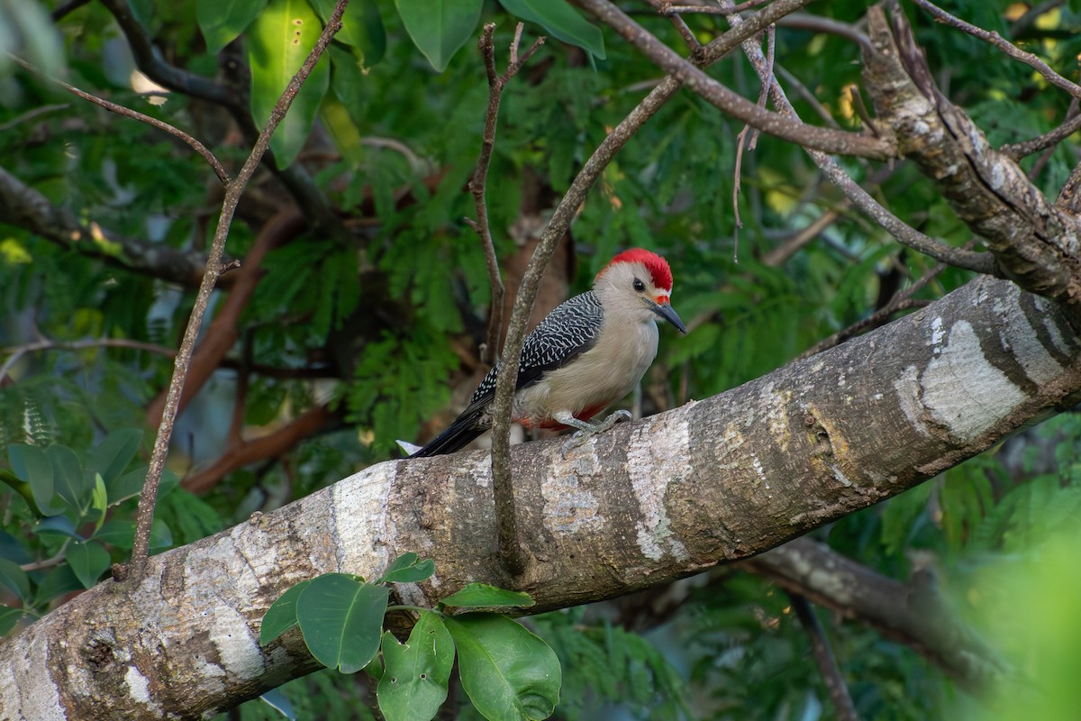 Golden-fronted Woodpecker - Madalin Bernt