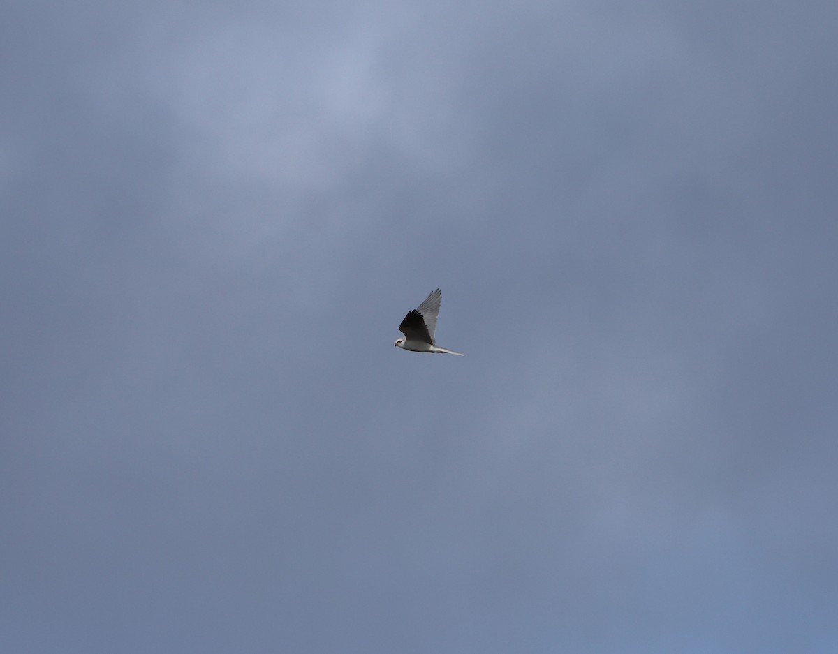 White-tailed Kite - ML613330731