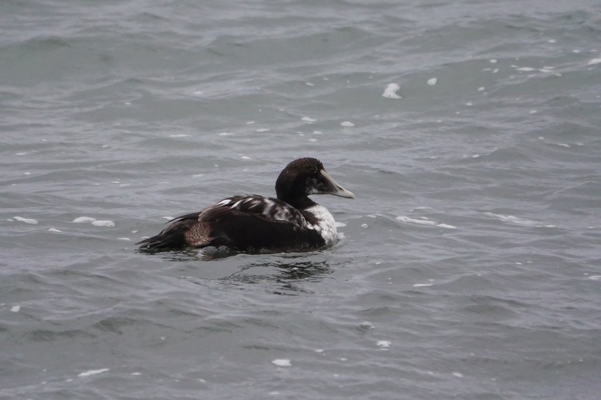 EBird Checklist 9 Jan 2024 Loop Beach 10 Species   1200