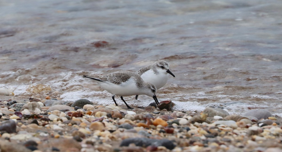 New York Breeding Bird Atlas Checklist - 9 Jan 2024 - Long Beach Town ...