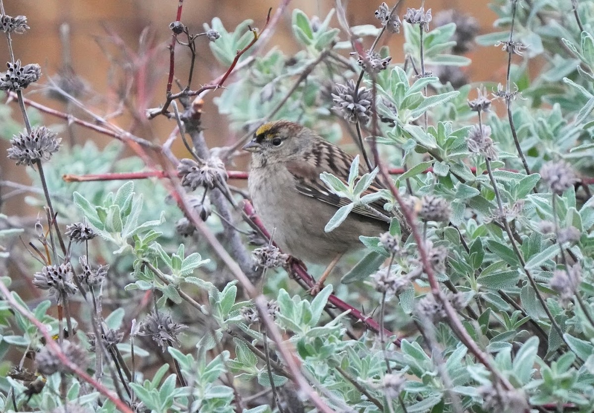 Golden-crowned Sparrow - ML613331448