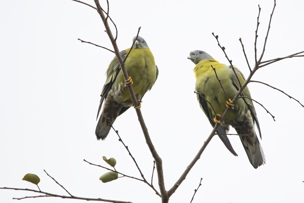 Yellow-footed Green-Pigeon - ML613331455