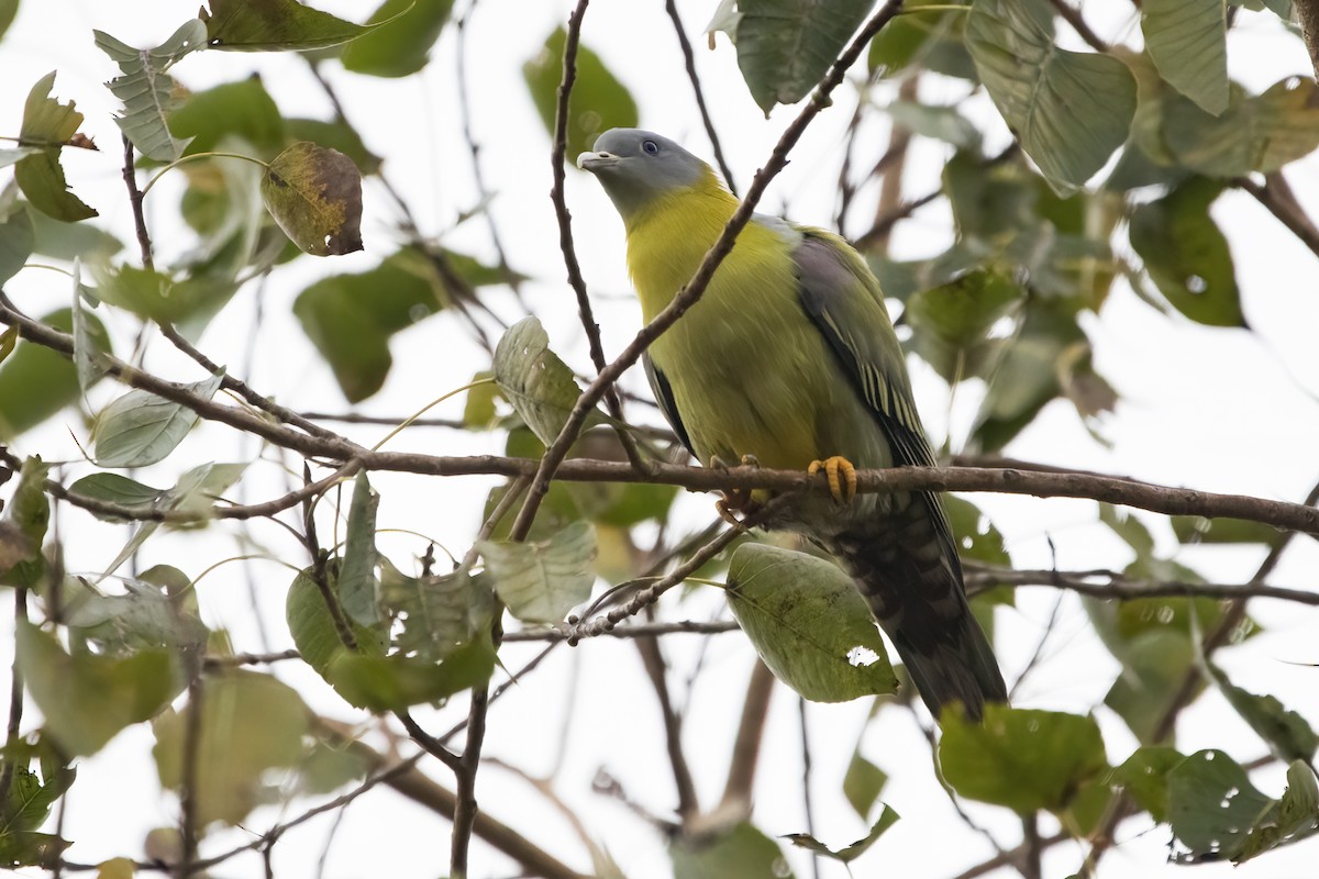 Yellow-footed Green-Pigeon - Ravi Jesudas