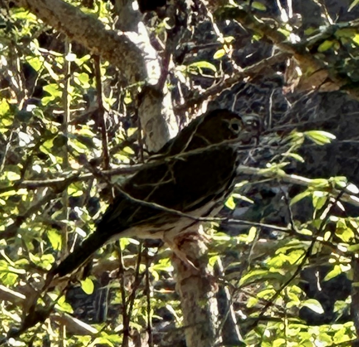 Ebird Checklist Jan White Rock Lake Old Fish Hatchery Ppw