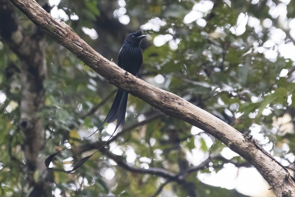 Greater Racket-tailed Drongo - ML613331880