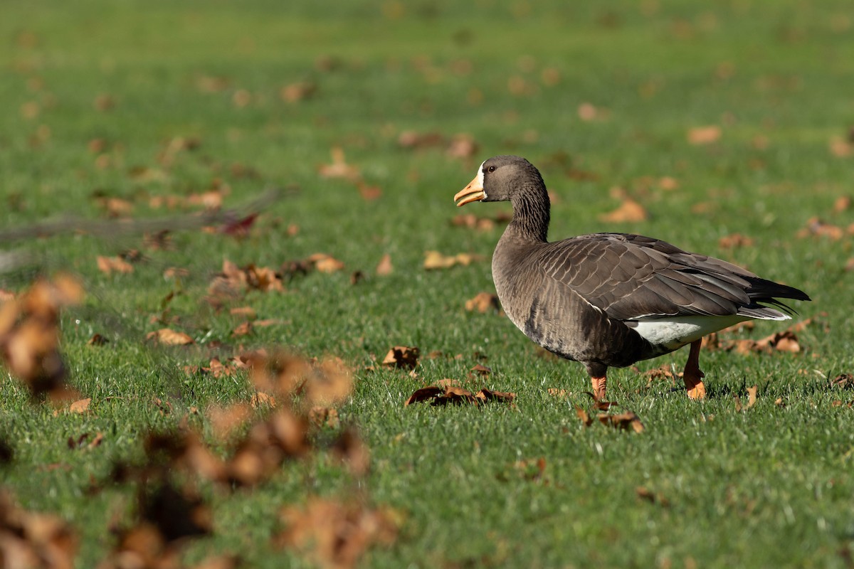 Greater White-fronted Goose - ML613332602