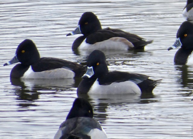 Ring-necked Duck - ML613332767