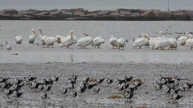 pelikán severoamerický - ML613332786